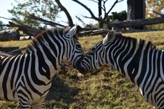 ΣλοτςΒεντουρα Καζίνο Υποστηριξη
